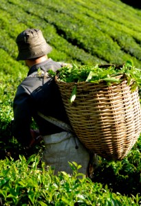 Tea Picking